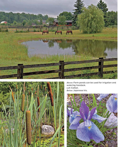 Building Natural Ponds: Create a Clean, Algae-Free Pond Without Pumps, Filters, or Chemicals: Create a Clean, Algae-Free Pond Without Pumps, Filters, or Chemicals