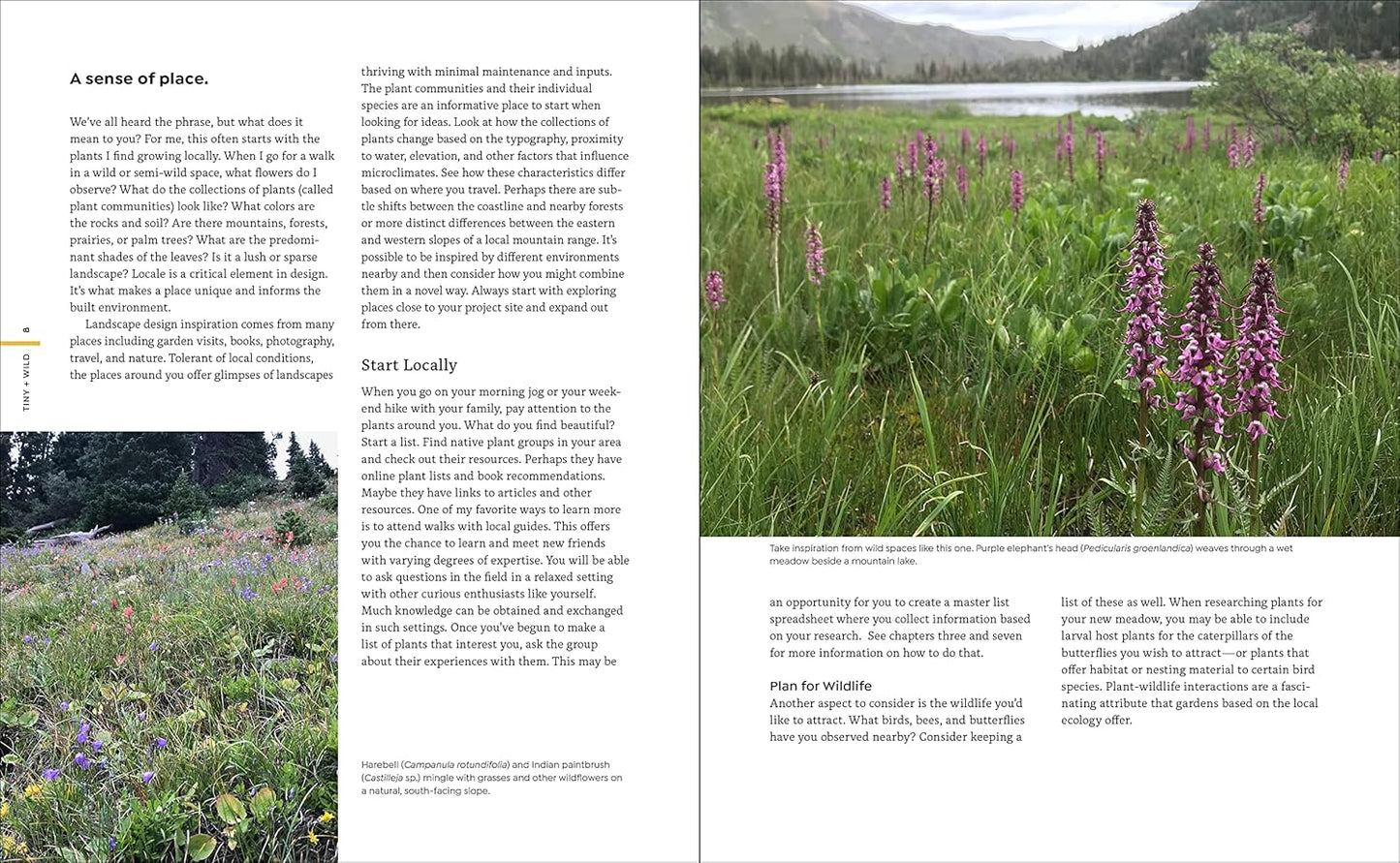 Tiny and Wild: Build a Small-Scale Meadow Anywhere by Graham Laird Gardner