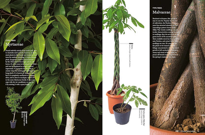 House Plants for Every Space: A Concise Guide to Selecting, Designing and Maintaining Plants in Any Indoor Space: A Concise Guide to Selecting, Designing and Maintaining Plants in Any Indoor Space