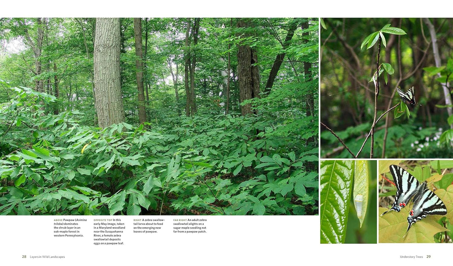 The Living Landscape: Designing for Beauty and Biodiversity in the Home Garden: Designing for Beauty and Biodiversity in the Home Garden