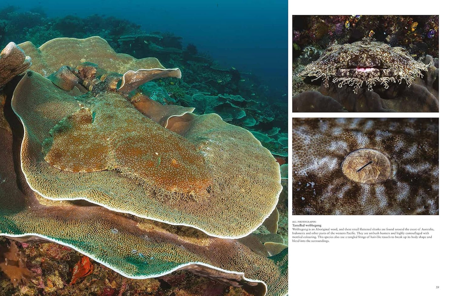 Sharks and Underwater Predators