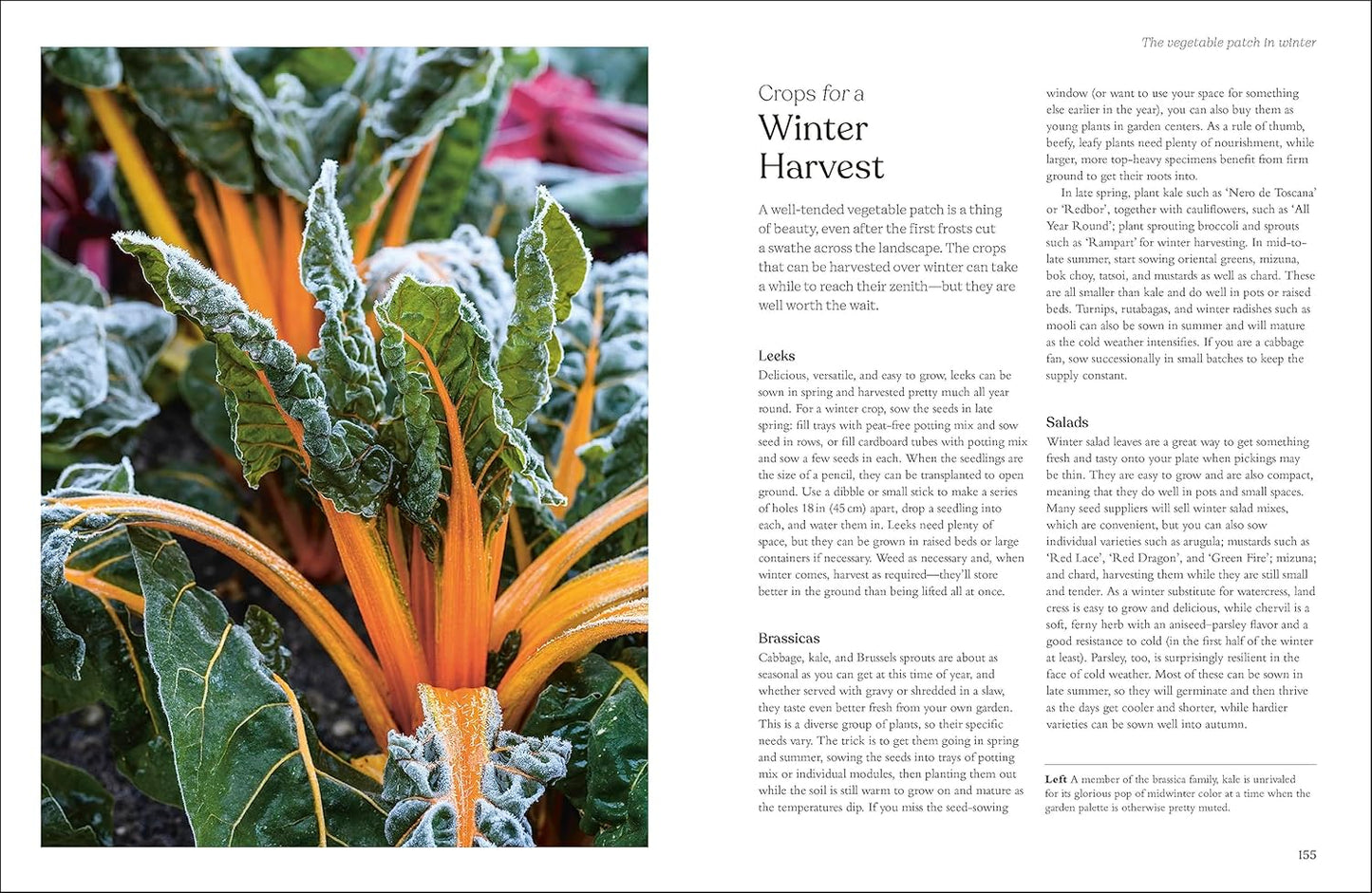 The Winter Garden: Celebrate the Forgotten Season: Celebrate the Forgotten Season