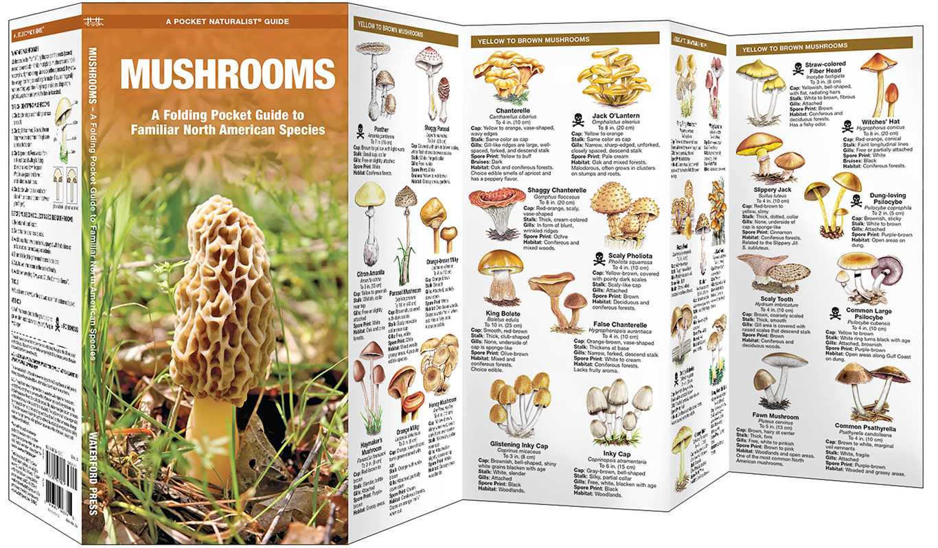 Mushrooms: An Introduction to Familiar North American Species (Folding Guide) by James Kavanagh
