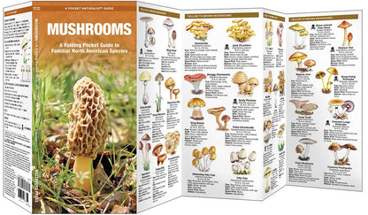 Mushrooms: An Introduction to Familiar North American Species (Folding Guide) by James Kavanagh