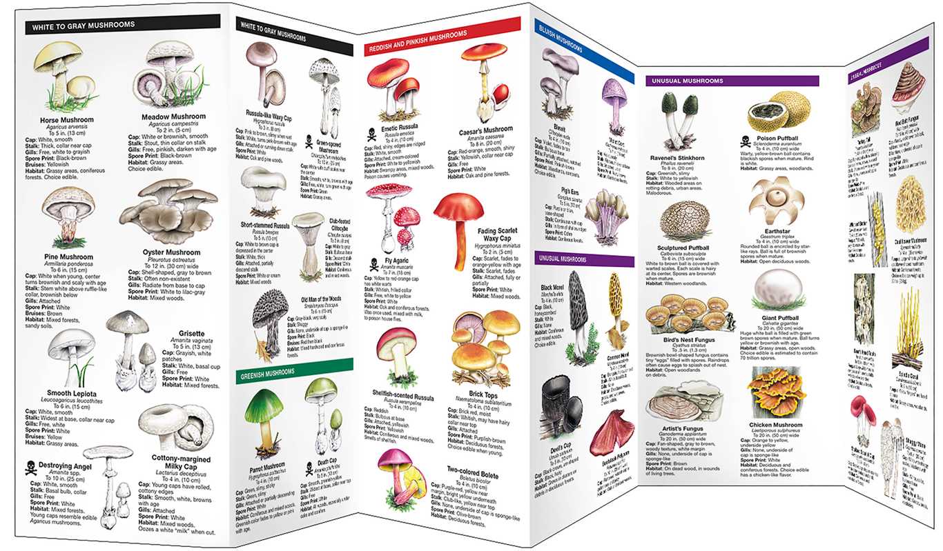 Mushrooms: An Introduction to Familiar North American Species (Folding Guide) by James Kavanagh
