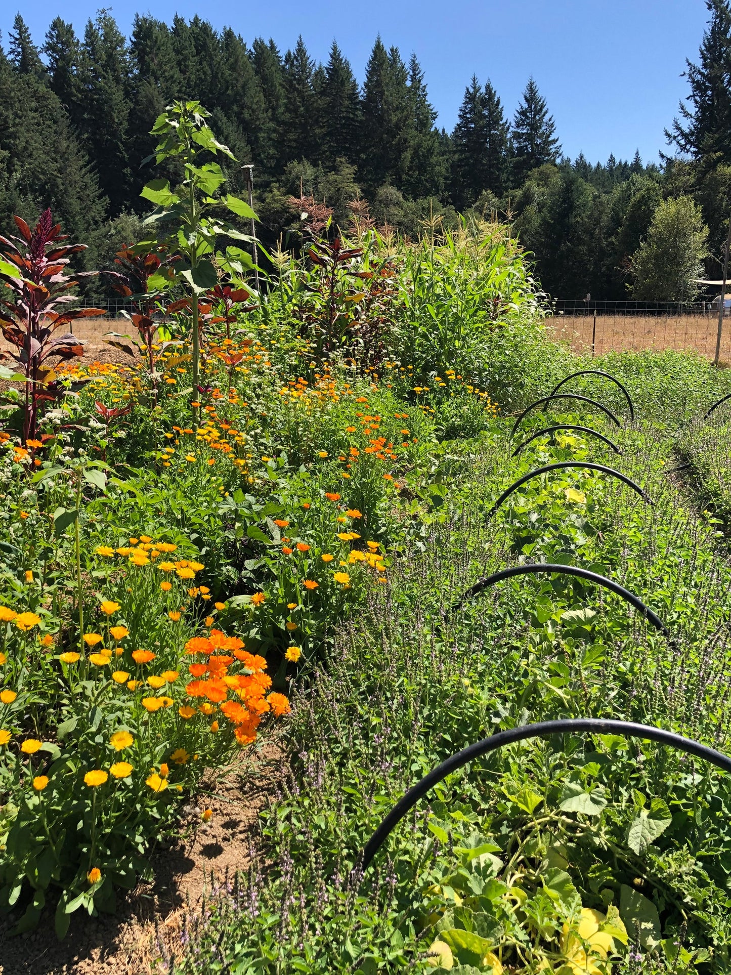 The Ally - Wild Coast Brew Loose Leaf Tea