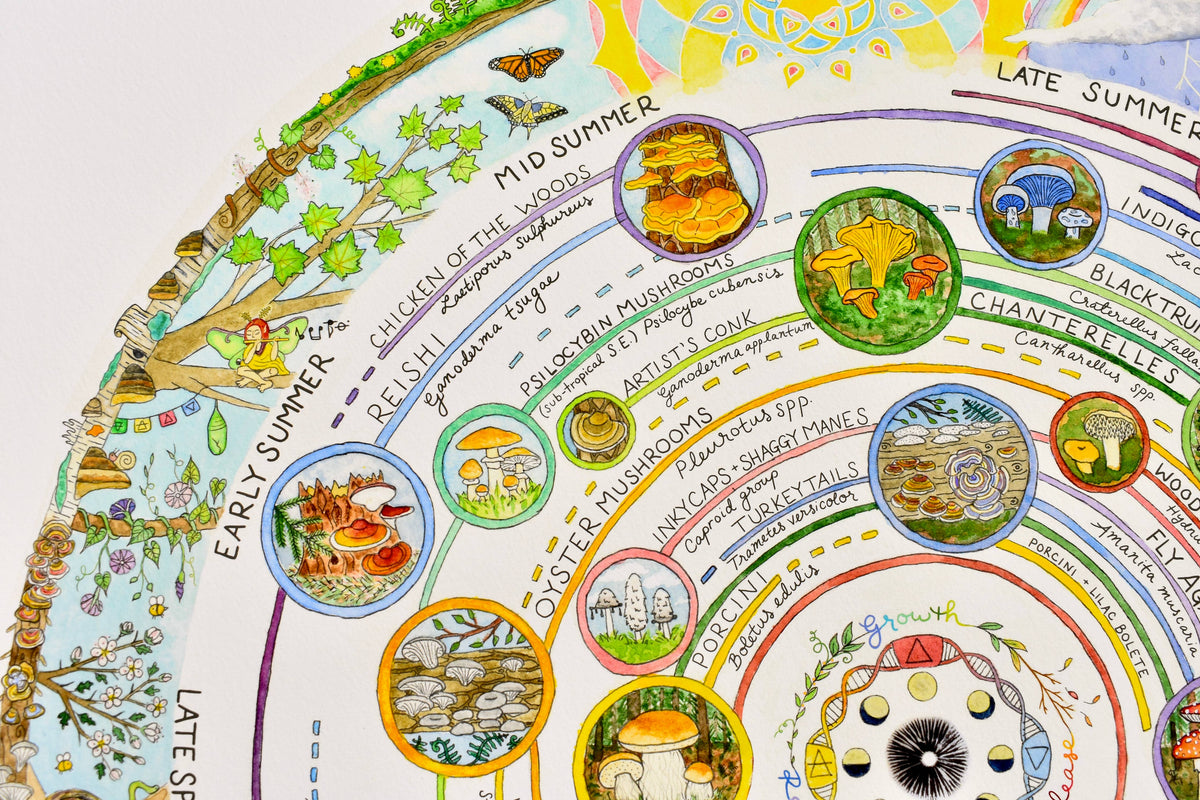 Mushroom Foraging Calendar | Edible & Medicinal Fungi Guide