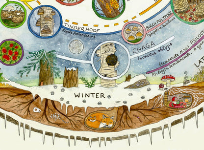 Mushroom Foraging Calendar | Edible & Medicinal Fungi Guide