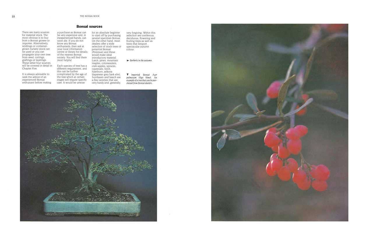 The Bonsai Book: The Definitive Illustrated Guide by Dan Barton