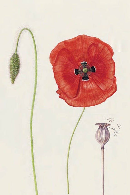 The Seed Collector's Kit: Collect - Sow - Grow - Harvest: Plant Your Garden from Seed with 50 Informative Cards, Five Collection Envelopes, and a Practica