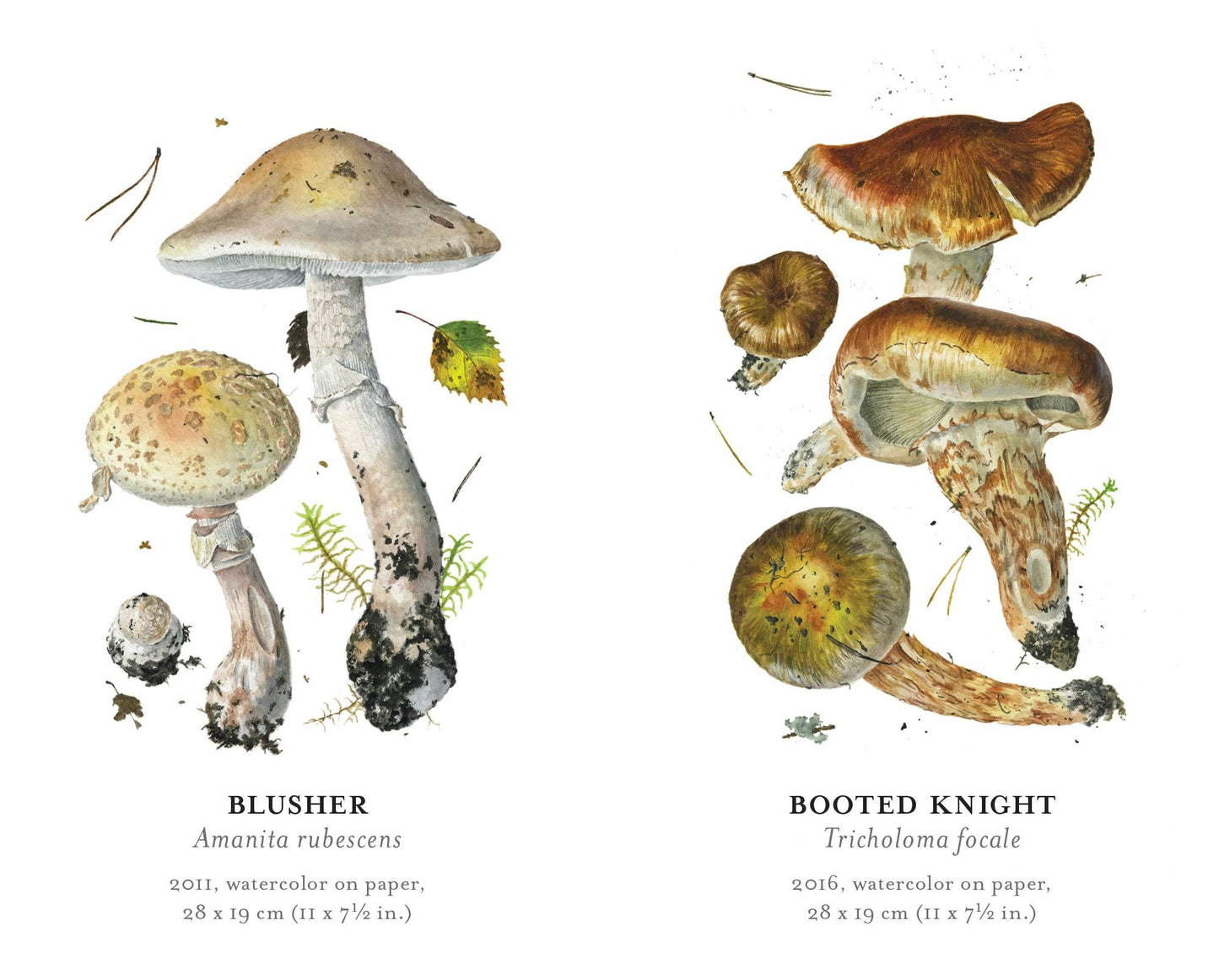 Mushrooms Memory Game by Alexander Viazmensky