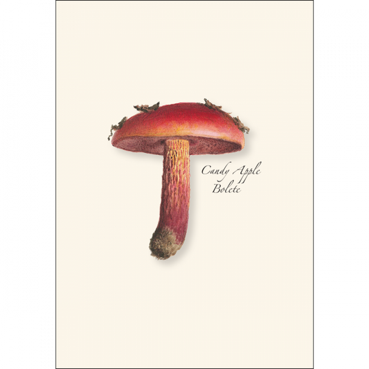 Mushroom Assortment Notecard Set