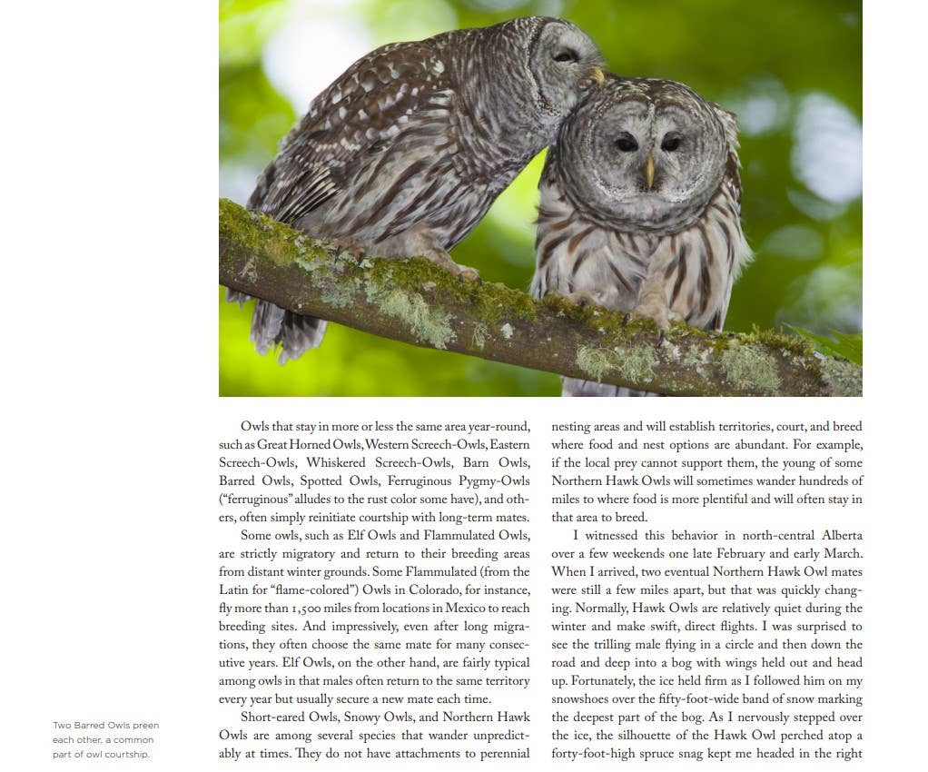 Owl: A Year in the Lives of North American Owls by Paul Bannick