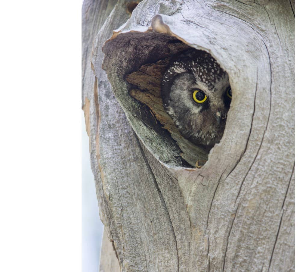 Owl: A Year in the Lives of North American Owls by Paul Bannick