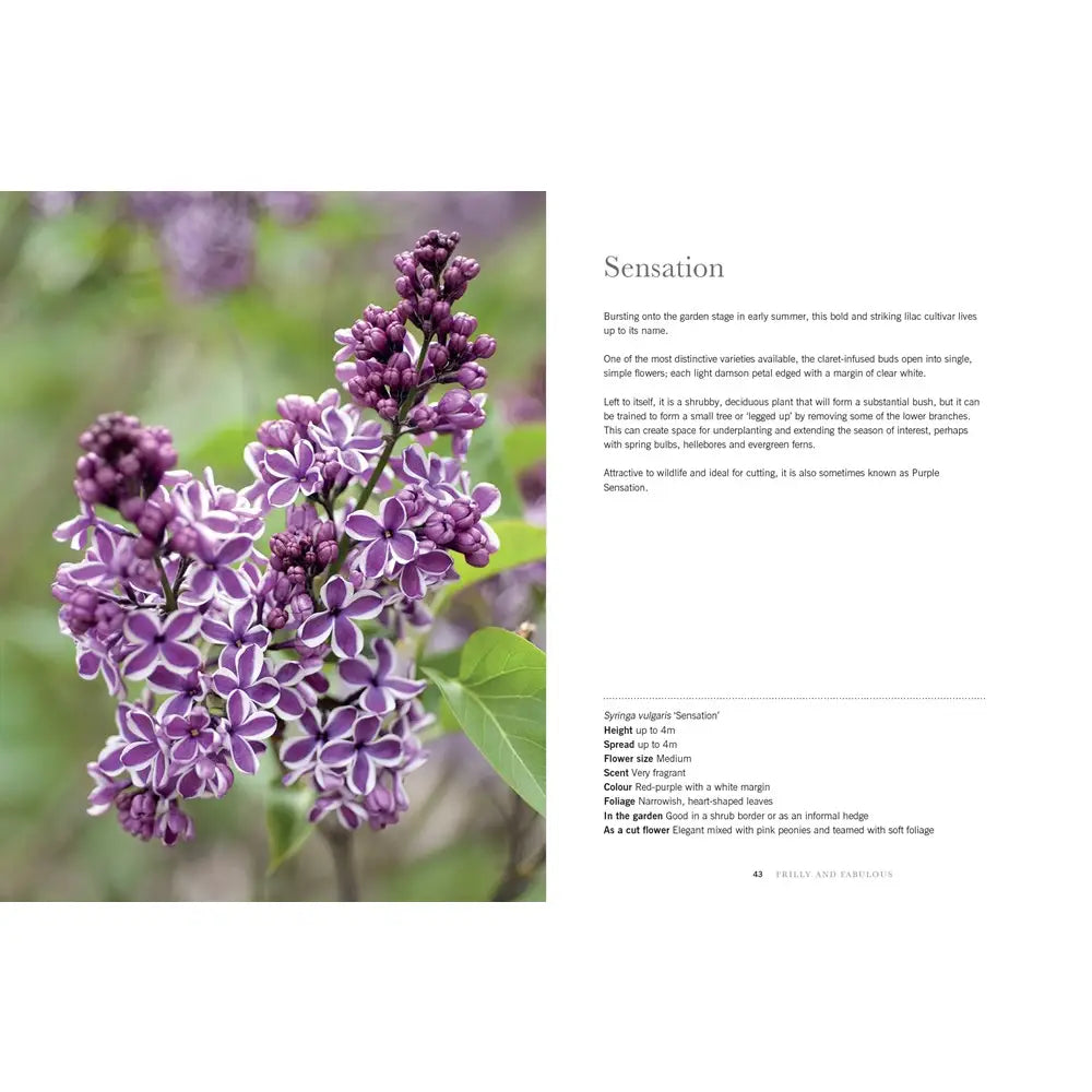 Lilacs: Beautiful Varieties for Home and Garden