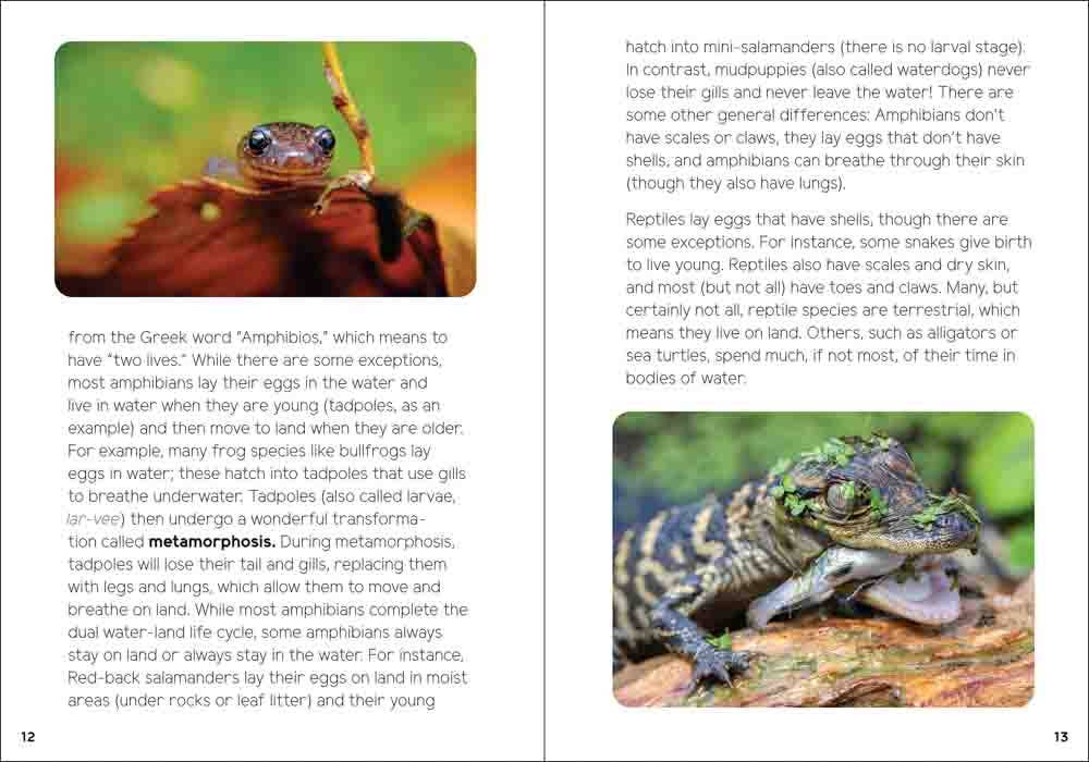 Reptiles & Amphibians for Kids: An Introduction to Herpetology (Turtles, Snakes, Frogs, Toads & More)