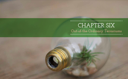 Terrariums Reimagined: Mini Worlds Made in Creative Containers