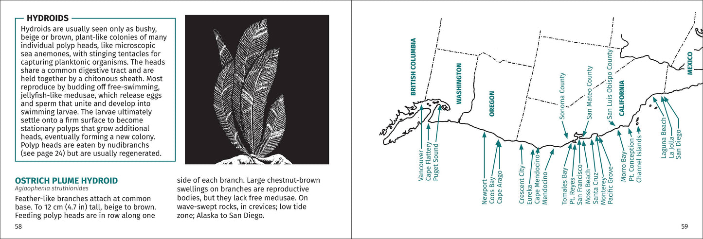 Pacific Intertidal Life 2nd Edition