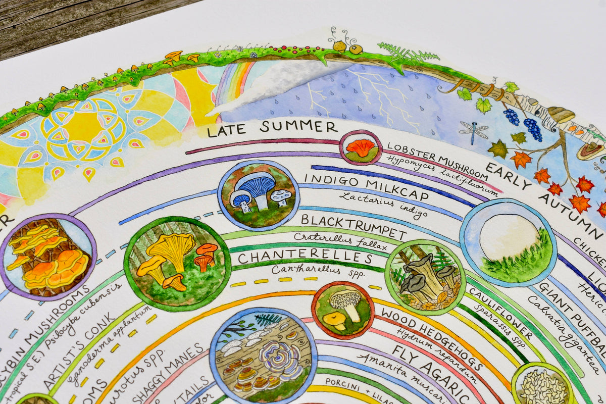 Mushroom Foraging Calendar | Edible & Medicinal Fungi Guide