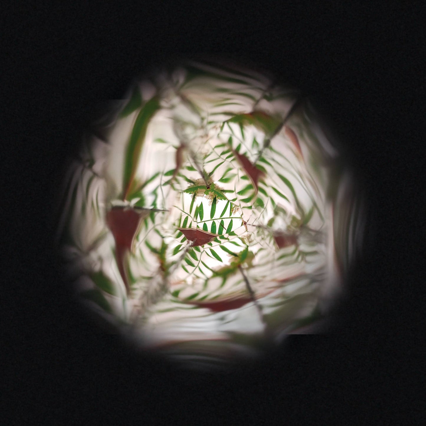 Flower Kaleidoscope