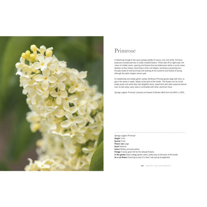Lilacs: Beautiful Varieties for Home and Garden