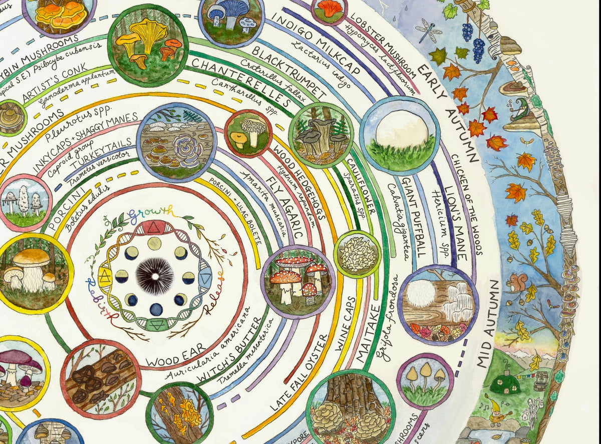 Mushroom Foraging Calendar | Edible & Medicinal Fungi Guide