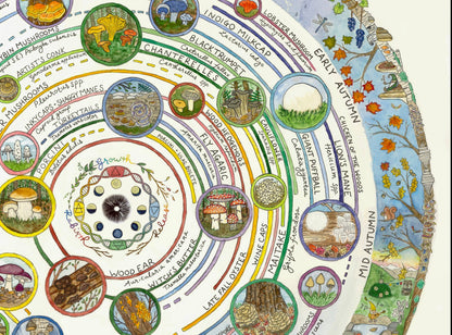 Mushroom Foraging Calendar | Edible & Medicinal Fungi Guide