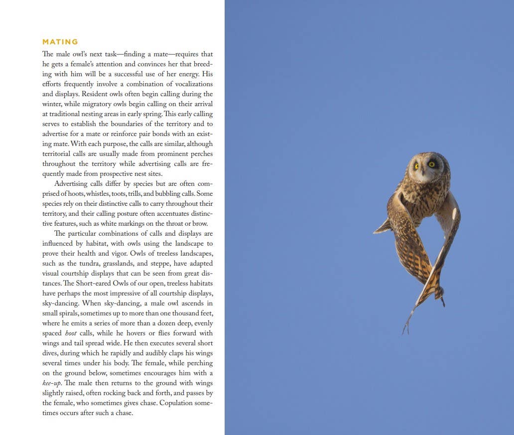 Owl: A Year in the Lives of North American Owls by Paul Bannick