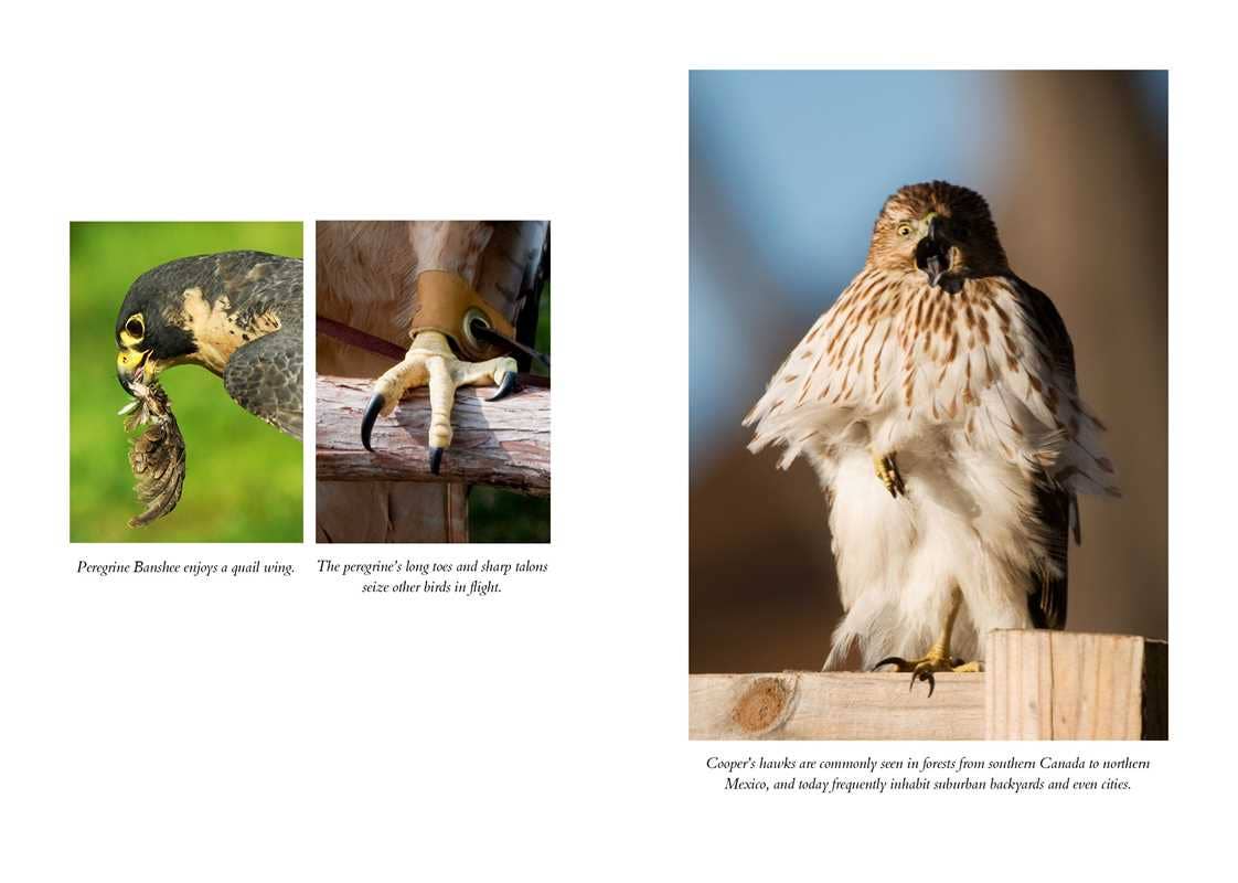 The Hawk's Way: Encounters with Fierce Beauty: Encounters with Fierce Beauty