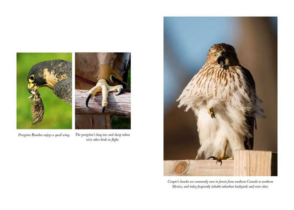 The Hawk's Way: Encounters with Fierce Beauty: Encounters with Fierce Beauty