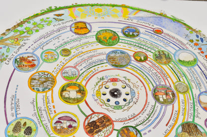 Mushroom Foraging Calendar | Edible & Medicinal Fungi Guide