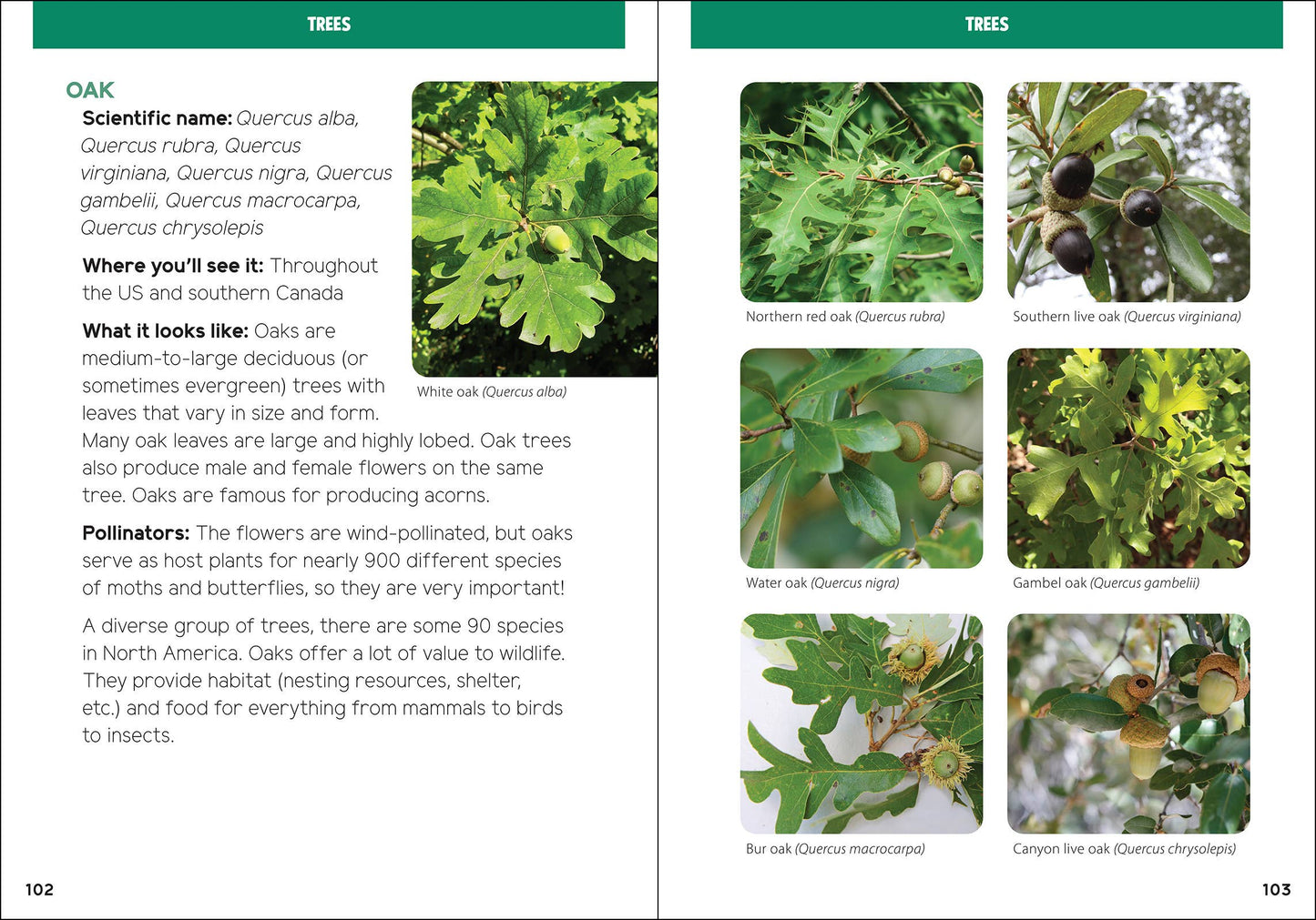 Pollinators & Native Plants for Kids: An Introduction to Botany by Jaret C. Daniels