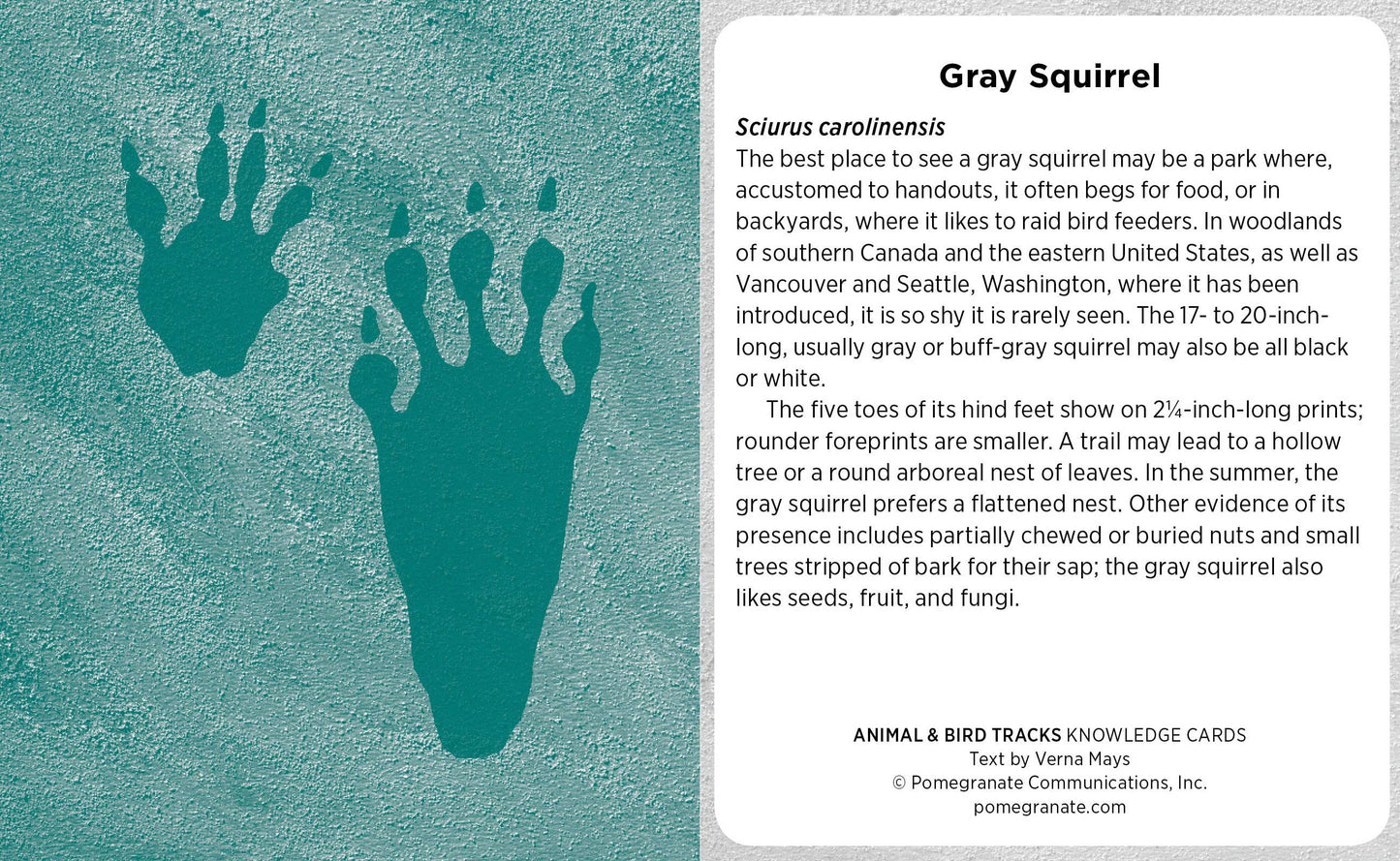 Animal & Bird Tracks: A Handy Reference Knowledge Cards: A Handy Reference Knowledge Cards